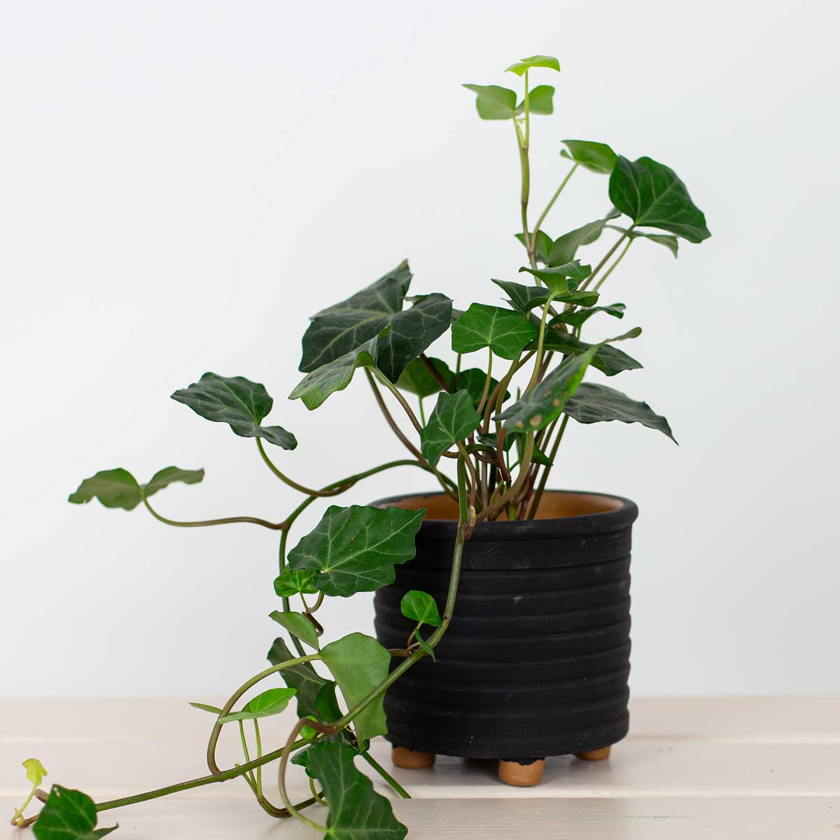 AMALIA Pot, black