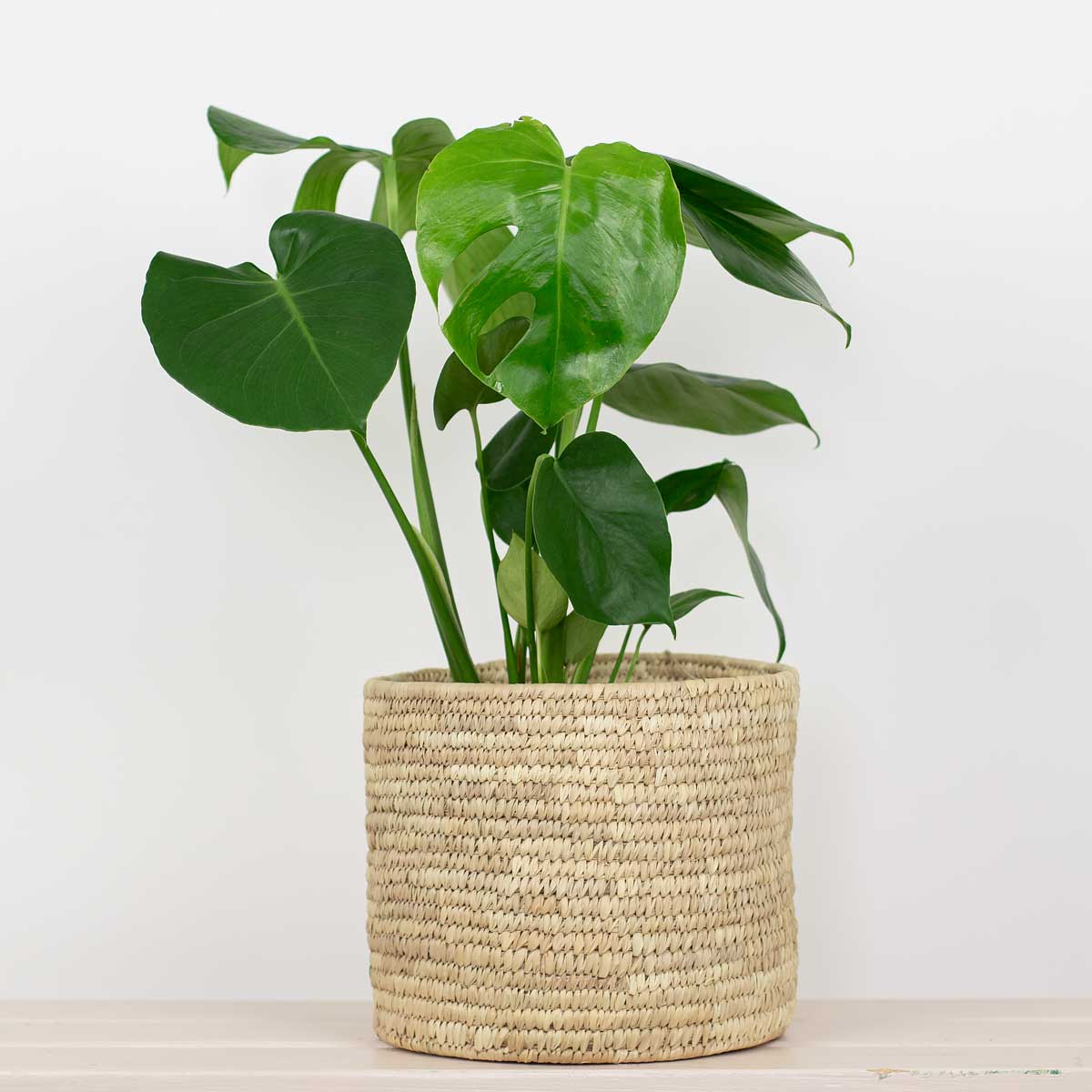 PALM CYLINDER Pot, L